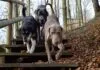 3 hunde paa vej ned ad en trappe i skoven