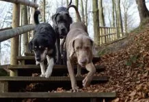 3 hunde paa vej ned ad en trappe i skoven