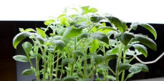 Groenne planter vokser op fra vaekstkasse