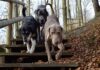Sådan finder du den bedste kennel 3 hunde paa vej ned ad en trappe i skoven