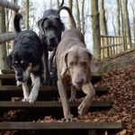 3 hunde paa vej ned ad en trappe i skoven