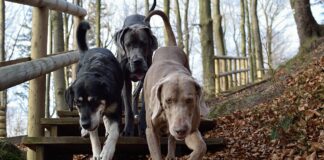 3 hunde paa vej ned ad en trappe i skoven