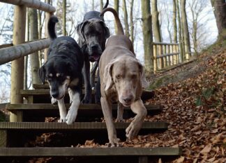 3 hunde paa vej ned ad en trappe i skoven