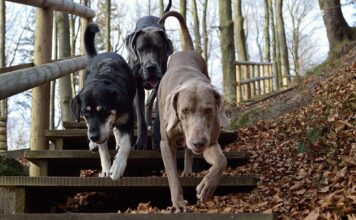 Sådan finder du den bedste kennel 3 hunde paa vej ned ad en trappe i skoven