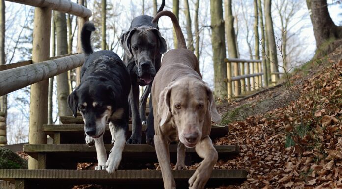 Sådan finder du den bedste kennel 3 hunde paa vej ned ad en trappe i skoven