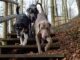 3 hunde paa vej ned ad en trappe i skoven