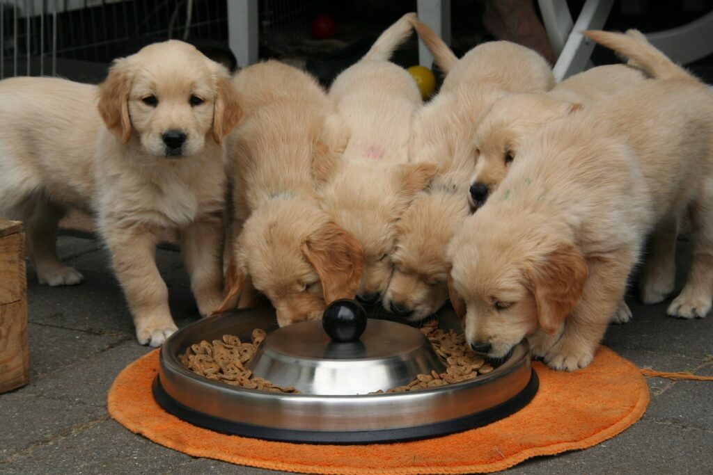 Et kuld golden retreiver hundehvalpe spiser