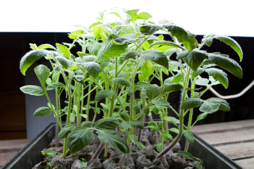 Groenne planter vokser op fra vaekstkasse