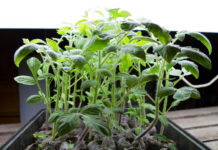 Find flotte planter til haven her Groenne planter vokser op fra vaekstkasse