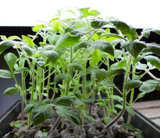 Groenne planter vokser op fra vaekstkasse