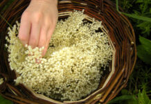 Flettet kurv med hyldeblomster