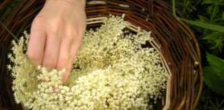 Flettet kurv med hyldeblomster