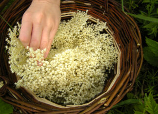Forårets hyldeblomster som base for hyldeblomstsaft og gløgg Flettet kurv med hyldeblomster