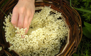 Flettet kurv med hyldeblomster