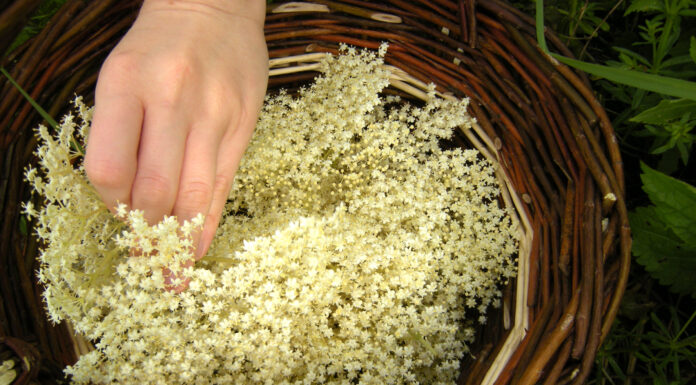 Forårets hyldeblomster som base for hyldeblomstsaft og gløgg Flettet kurv med hyldeblomster